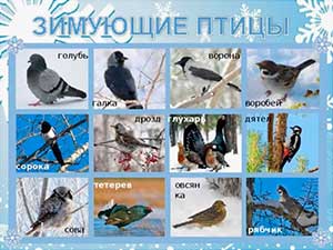 Конспект совместной деятельности по экологическому воспитанию в средней группе «Зимующие птицы».